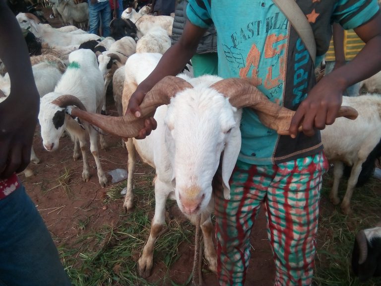 Préparatifs de la Tabaski 2021 à Bobo-Dioulasso : Les prix des béliers en hausse.