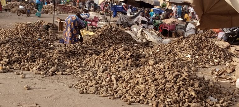 Début de la campagne de la patate douce à chaire orange:les producteurs grincent leurs dents