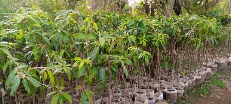 Arboriculture aux alentours du marigot de KUA,les fleuristes mettent en avant les plants des manguiers