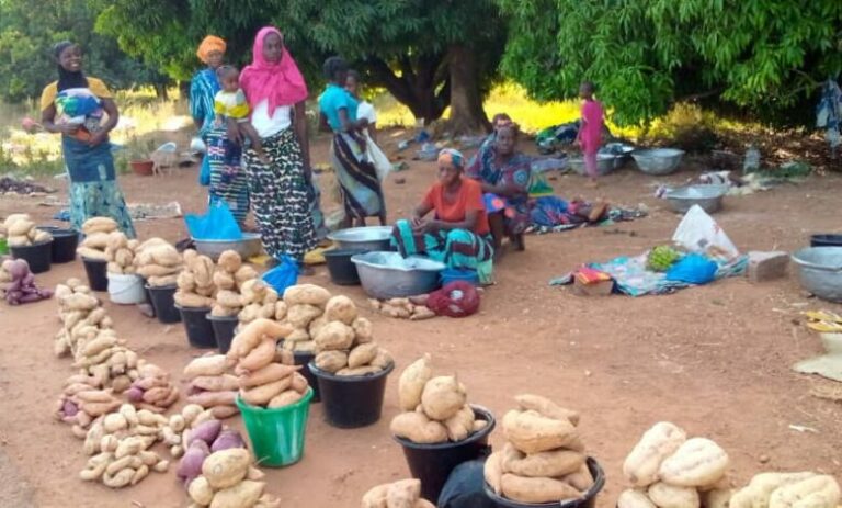 A Tarfila/Cascades : la patate douce à chaire orange fait des devises